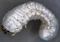 Psoa maculata - photo 3