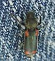 Psoa maculata - photo 4
