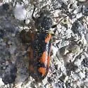 Psoa maculata - photo 5