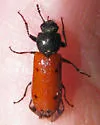 Psoa quadrisignata - photo 2