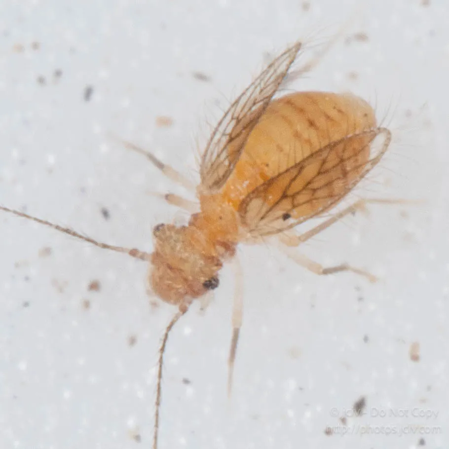 Psocathropos lachlani