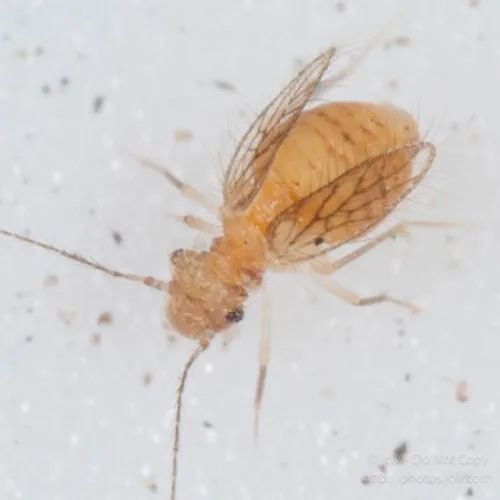 Psocathropos lachlani - photo 2