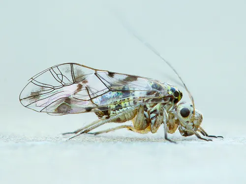 Barklice, Booklice, and Parasitic Lice - photo 3
