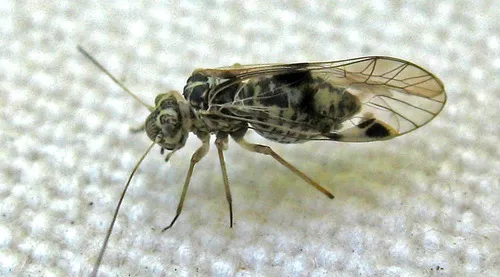 Psocus crosbyi