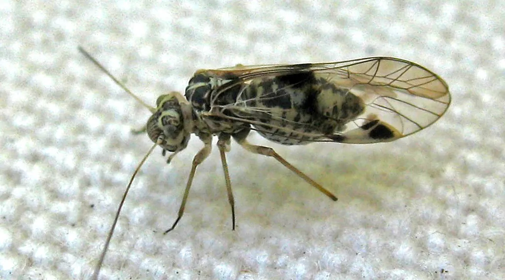 Psocus crosbyi - photo 2