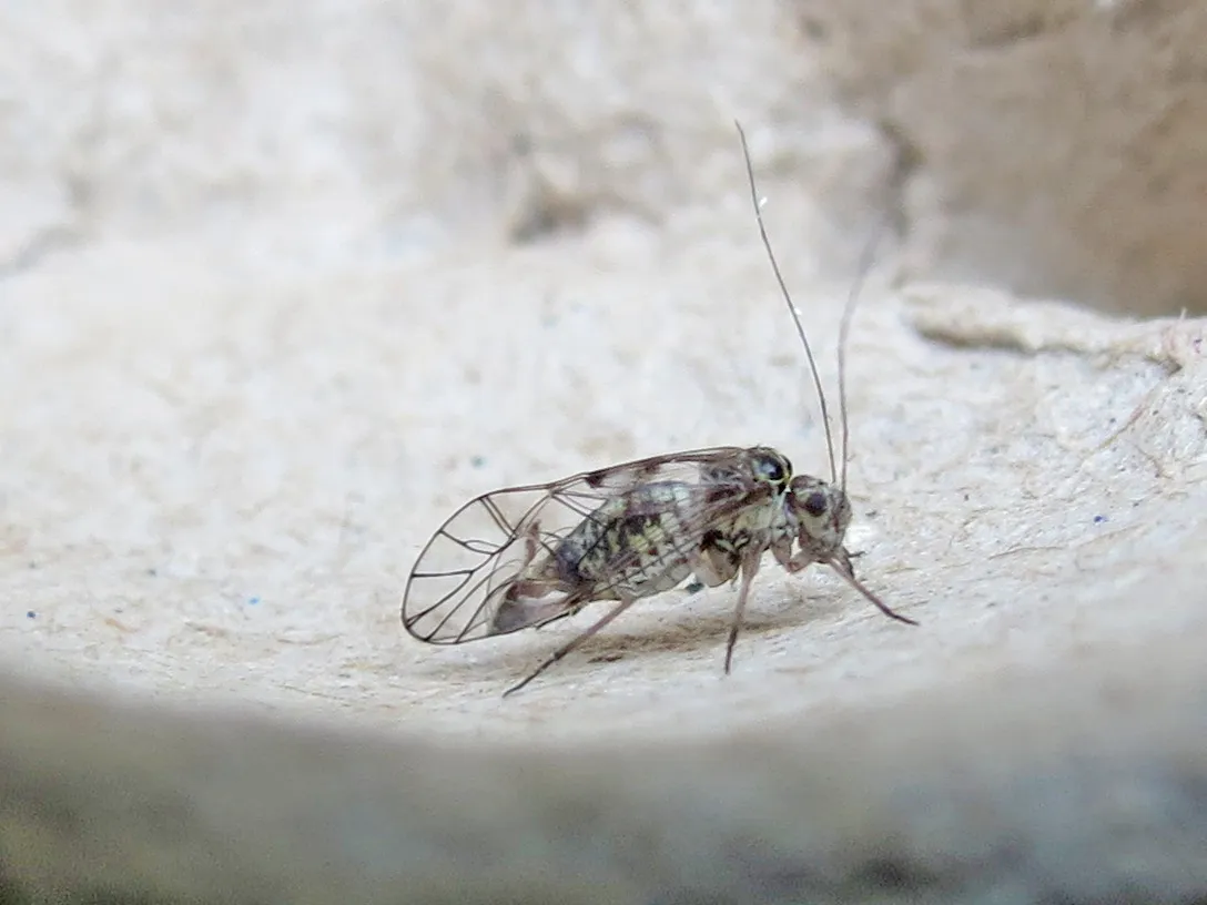 Psocus leidyi - photo 2