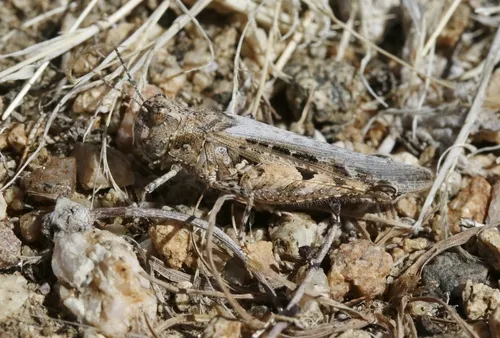 Brown-spotted Range Grasshopper