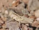 Texas Spotted Range Grasshopper