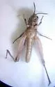 Texas Spotted Range Grasshopper - photo 2