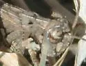 Texas Spotted Range Grasshopper - photo 3