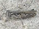 Texas Spotted Range Grasshopper - photo 5