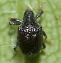Psomus armatus - photo 2