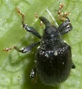 Psomus armatus - photo 3