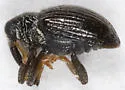 Psomus armatus - photo 4