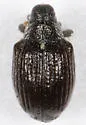 Psomus armatus - photo 5