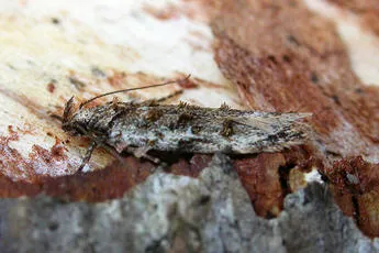Psoricoptera gibbosella - photo 2