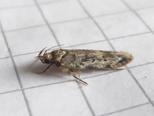 Psoricoptera gibbosella - photo 3