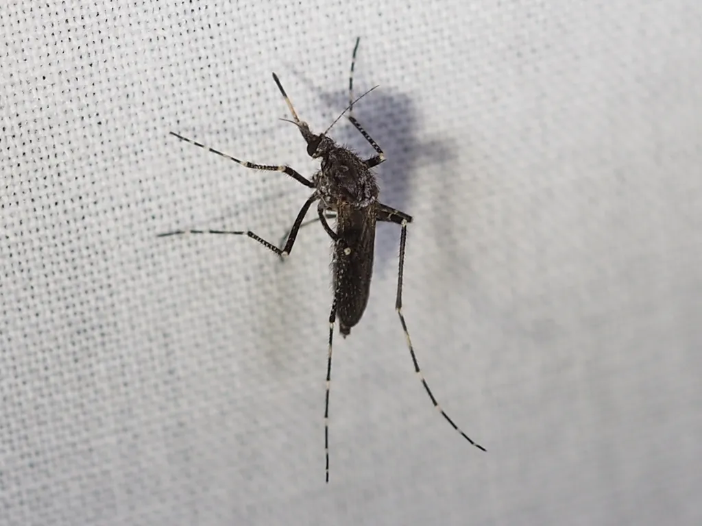 Dark Ricefield Mosquito