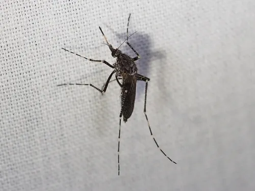 Dark Ricefield Mosquito - photo 2