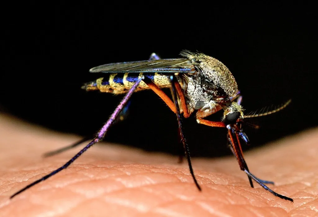 Psorophora cyanescens