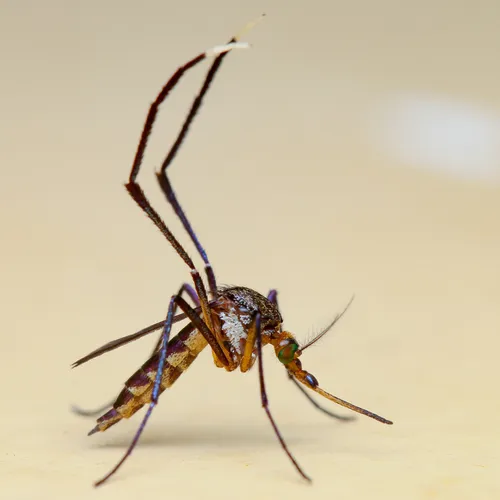 Psorophora ferox - Psorophora ferox