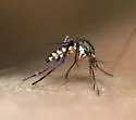 Psorophora horrida - photo 2