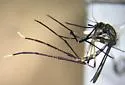 Psorophora horrida - photo 4