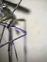 Psorophora horrida - photo 5