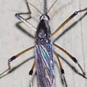 Psorophora howardii