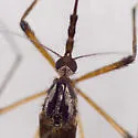 Psorophora howardii - photo 2