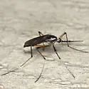 Psorophora howardii - photo 4
