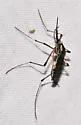 Psorophora howardii - photo 5