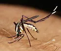 Psorophora longipalpus - photo 2