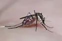 Psorophora longipalpus - photo 4