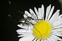 Psorophora longipalpus - photo 5