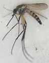 Psorophora mathesoni