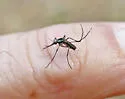 Psorophora mathesoni - photo 4