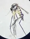 Psorophora mathesoni - photo 5