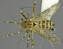Mottled Mosquito