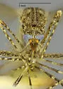 Mottled Mosquito - photo 2