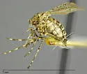 Mottled Mosquito - photo 3