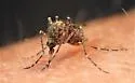 Mottled Mosquito - photo 4