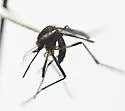 Psorophora varipes - photo 3