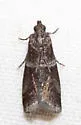 Appleleaf Skeletonizer - Hodges#5931