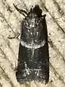 Appleleaf Skeletonizer - Hodges#5931 - photo 3