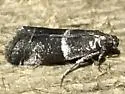 Appleleaf Skeletonizer - Hodges#5931 - photo 4