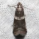 Appleleaf Skeletonizer - Hodges#5931 - photo 5