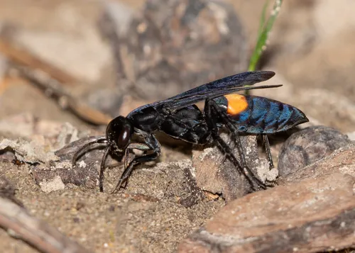 Psorthaspis brimleyi