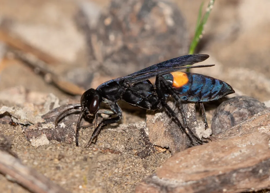 Psorthaspis brimleyi - photo 2