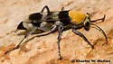 Psorthaspis formosa